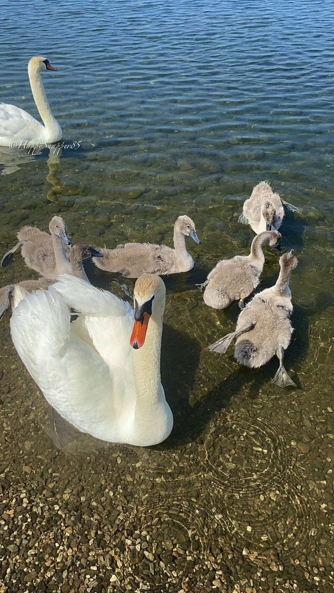 HappySnapper85's tweet photo. #SwanSunday 🦢 https://t.co/pXdxhy7Mx4
