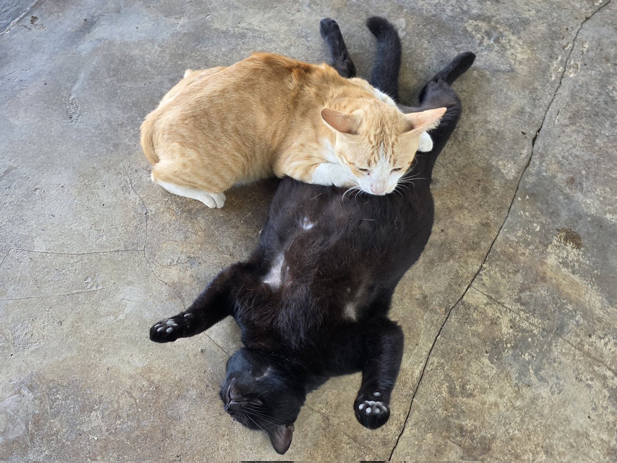 thmeow's tweet photo. หลังตรวจครรภ์ หวั่นอก วันตกฟาก
คงคลอดยาก อยู่ไฟ ต่อไปหนอ
ลูกในท้อง สองโหล โตไม่พอ
เชื่อแม่หมอ คุณแม่ท้อง อีกสองปี
#สมปอง #ดำรง #กลอน https://t.co/mGPatd3TWw