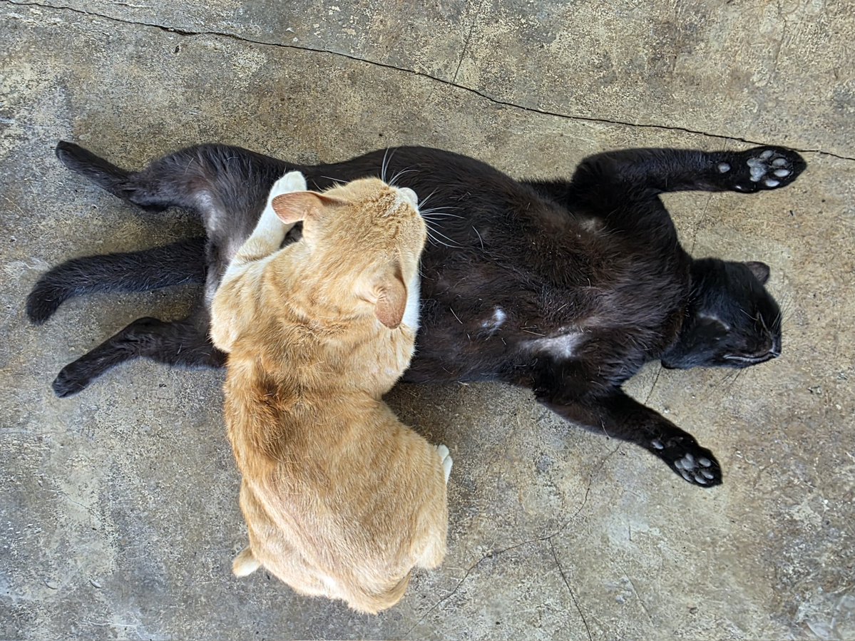 thmeow's tweet photo. หลังตรวจครรภ์ หวั่นอก วันตกฟาก
คงคลอดยาก อยู่ไฟ ต่อไปหนอ
ลูกในท้อง สองโหล โตไม่พอ
เชื่อแม่หมอ คุณแม่ท้อง อีกสองปี
#สมปอง #ดำรง #กลอน https://t.co/mGPatd3TWw