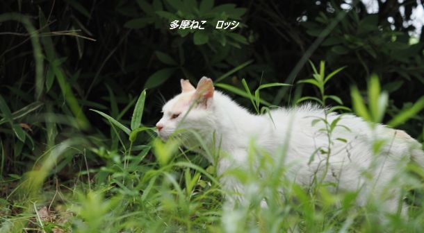 tamanekoKON's tweet photo. 本日の多摩ねこ、ロッシ♂。給餌の時間に正確に姿を現すロッシが20分の遅刻。テリトリー内を少年野球の集団が自転車で何度も横切ったからだね。それでも慎重に辺りを警戒しながら急ぎ足のロッシ。明日は雨だけどまた定時に出て来るんだよ。頑張れ、多摩ねこ ! https://t.co/WqOL8svqqQ