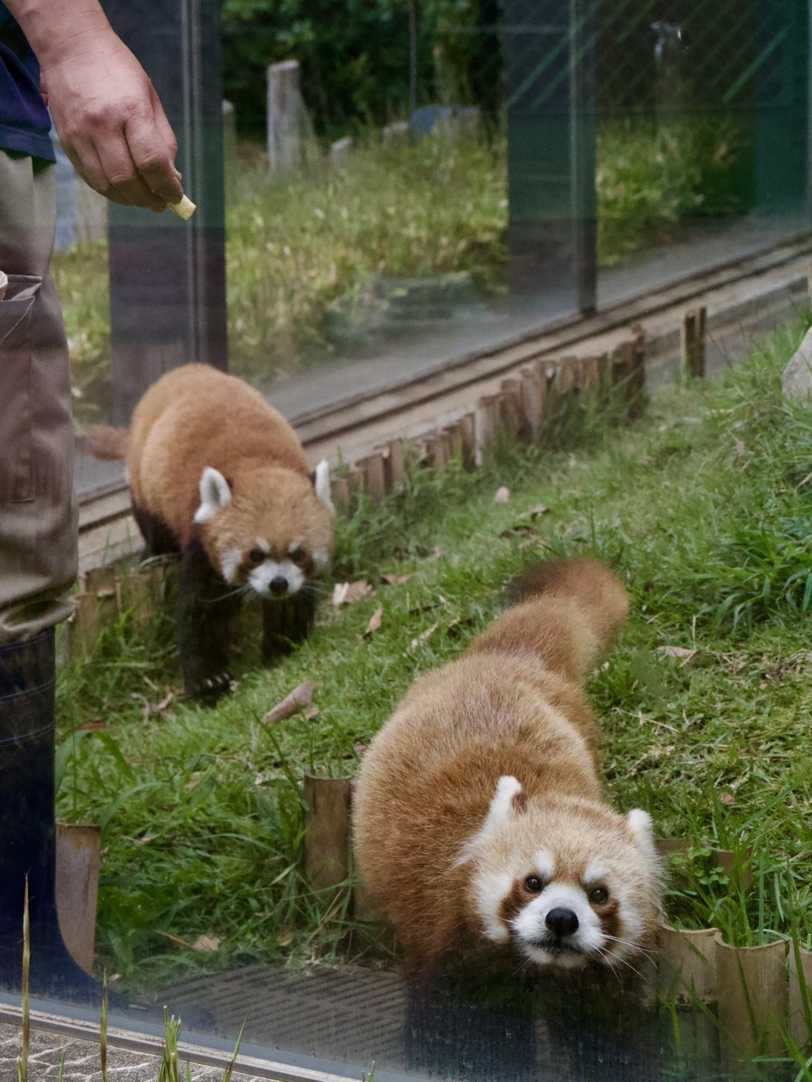 moupisel's tweet photo. わたしたち、今からりんご食べるのよｳﾌﾌ

#ルカリン
#レッサーパンダ
#上野動物園 https://t.co/nLcvTMUtRI