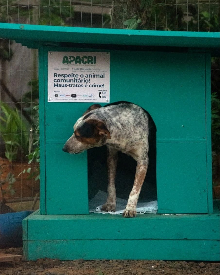 EvergreenJrnl's tweet photo. Brezilya'nın Blumenau şehrinde sokak köpeklerini korumak için örnek bir proje.

Belediye, mahkumları sokak köpekleri için kulübe yapımında çalıştırıyor. Bu, onların ilk iş birliği değil; daha önce de mahkumlar kedi ve köpekler için yüzlerce battaniye ve yatak üretip bağışlamıştı. https://t.co/UwWfAov3wT