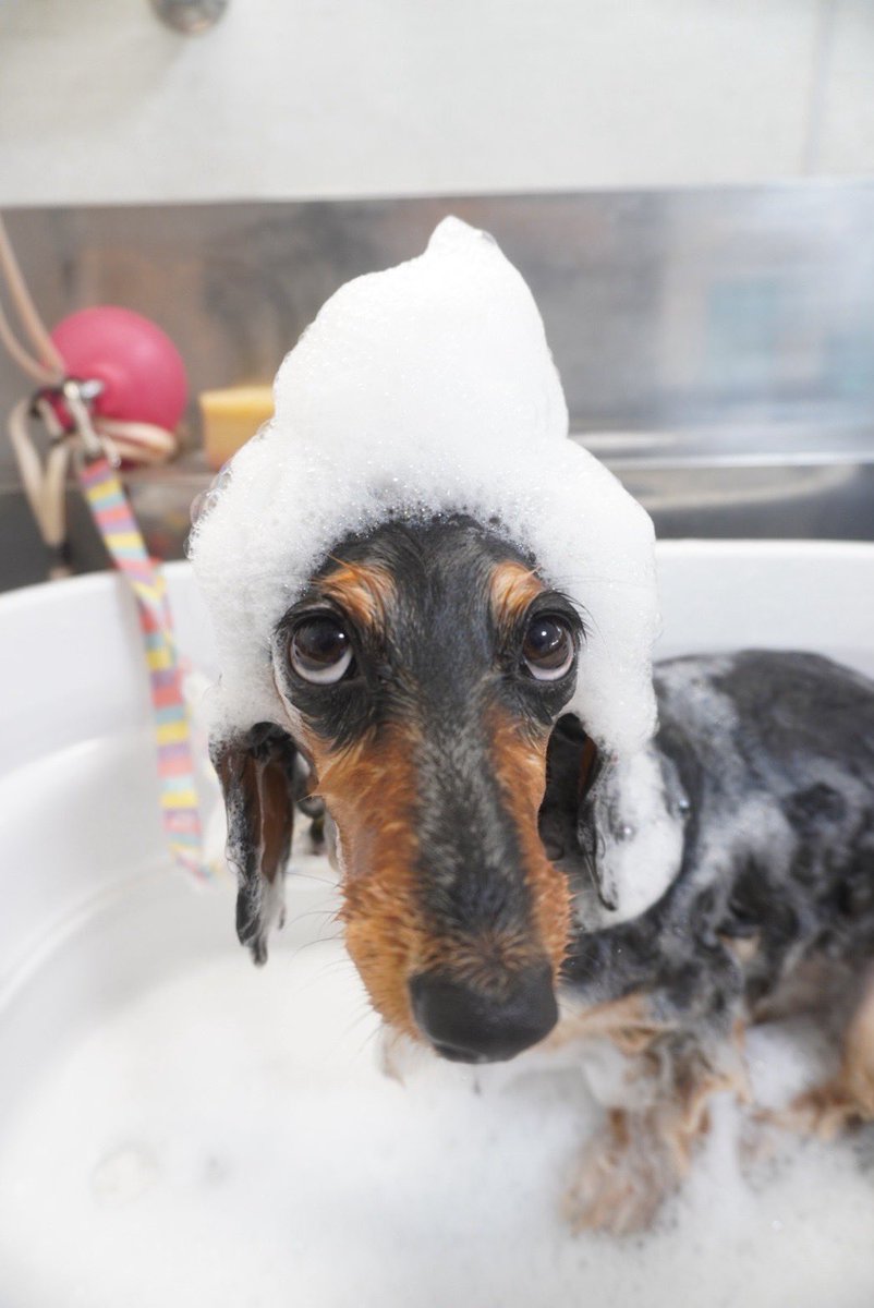 belltterxx's tweet photo. こんばんは
ウルベルシスターズ🐕🐕はトリミング💈✂️に行ってキレイにしてもらいました。
#ダックスフンド
#ミニチュ���ダックスフンド
#ミニチュアダックス
#トゥクトゥク犬
#ウルベルシスターズ
#ダックス https://t.co/bJOXSlP7dV