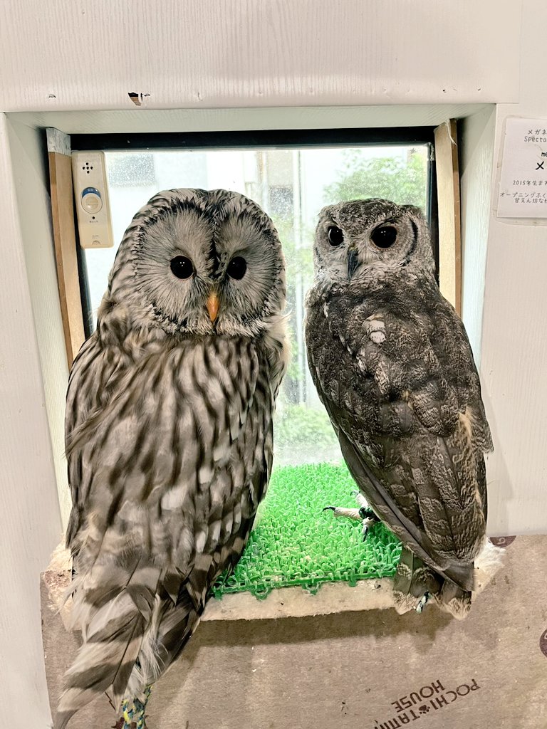 ふくろうの集うカフェQuill @中崎町🦉 (@CaffeQuill) / Posts / X