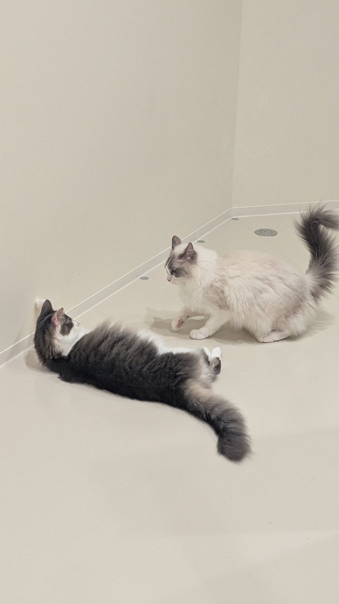 uvoz_'s tweet photo. 猫カフェ https://t.co/EijY57wvPa
