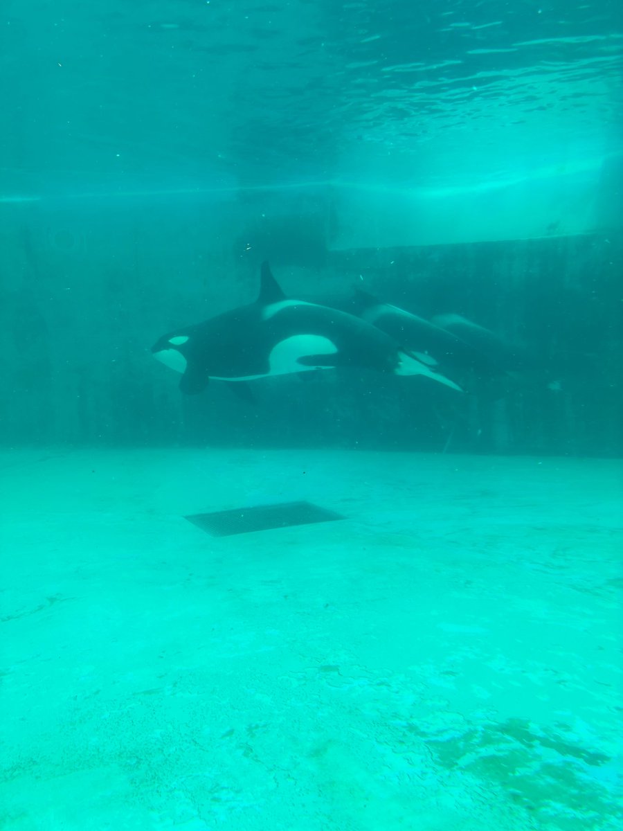 sadistic_mint's tweet photo. あいにくのお天気でしたが、初⭐︎鴨川シーワールドに行ってきましたー🐬 水族館自体、久しぶりだったし、シャチも初めて見れた！！　めっちゃ水かけられたww https://t.co/DD3iDk1TaV