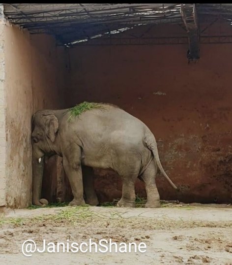 Susana643500's tweet photo. #FreeBunka 💔🐘
Write, ask them to send #Bunka to a SANCTUARY. It takes you 5 minutes and it’s costing him his life.
✍️✍️✍️🐘🇦🇲
Yerevan Zoo - info@yerevanzoo.am, press@yerevanzoo.am
Yerevan Mayor - info@yerevan.am
Armenia Ministry of Environment - minenv@env.am https://t.co/CS0TDnVd8I