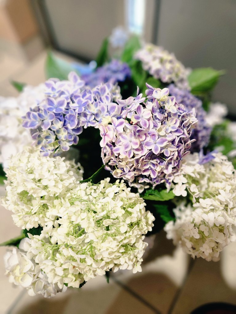 8_nami8's tweet photo. 同級生のお母さんが、朝から水揚げして用意してくれた紫陽花たち✨いろんな色と形が咲き乱れてる素敵なお家😊
この子たちは、ママ友のこどもちゃんが保育園に持っていきたい泣いてて...今回おすそわけして貰ったもの❣️
同級生のお母さん、朝から雨のなかほんとありがとー😭❣️✨きっとにこにこになる🎵 https://t.co/ZLfGKyKOWn