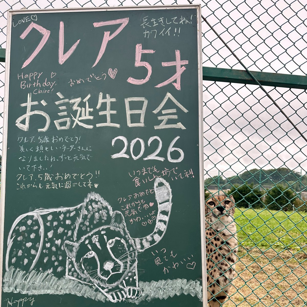 iwatesafari's tweet photo. ★お 誕 生 会★    

チーター,クレアの5歳のお誕生会,
肌寒い2日間でしたが,
無事に開催することができました!  
皆様のお祝いの声,そして肉ケーキ!
クレアも満足かと思います !
本当にありがとうございました!
来年も是非!!

#岩手サファリパーク #チーター #クレア #お誕生会 
#5歳 #感謝 #ご報告 https://t.co/C0GRXehDml