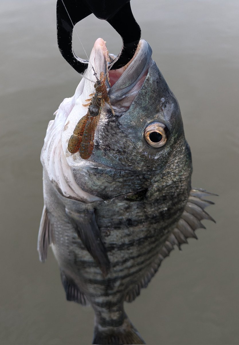 eno___ken's tweet photo. 内房リグ！！

シーバスみたいにドリフト（ボトムドリフト）の釣りで、明確なアタリをかけていくのが楽し♪

コレ…色々な釣りの要素が詰まってる☺️

そしてタックルもライトゲーム用なのでチヌとのやりとりも最高🙆

#内房リグ https://t.co/12TLGkXKGj