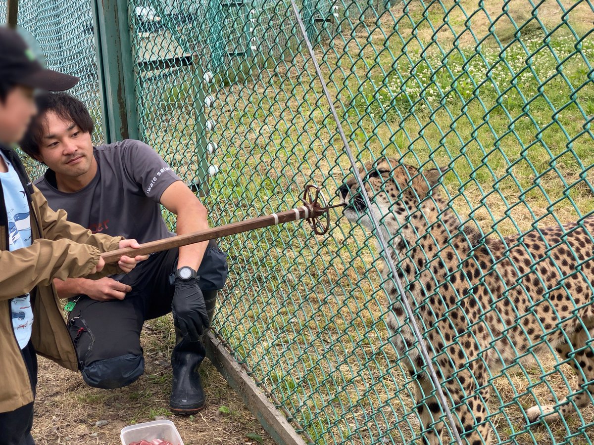 iwatesafari's tweet photo. ★お 誕 生 会★    

チーター,クレアの5歳のお誕生会,
肌寒い2日間でしたが,
無事に開催することができました!  
皆様のお祝いの声,そして肉ケーキ!
クレアも満足かと思います !
本当にありがとうございました!
来年も是非!!

#岩手サファリパーク #チーター #クレア #お誕生会 
#5歳 #感謝 #ご報告 https://t.co/C0GRXehDml