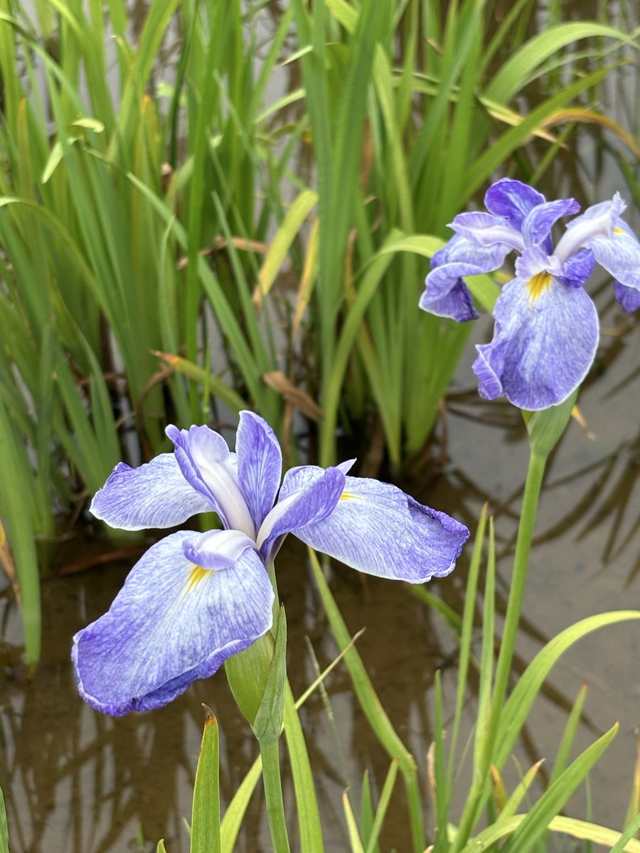 ama_ama_phal's tweet photo. 超見頃✨
最初に満開になった黄色に続いて、いろんな菖蒲が開花してました。
出店も去年よりも多く出てて、かなりの人出(笑)
残念ながら菖蒲売ってる方々は来てなかった😭
 #小岩菖蒲園 https://t.co/SSVisEojcM