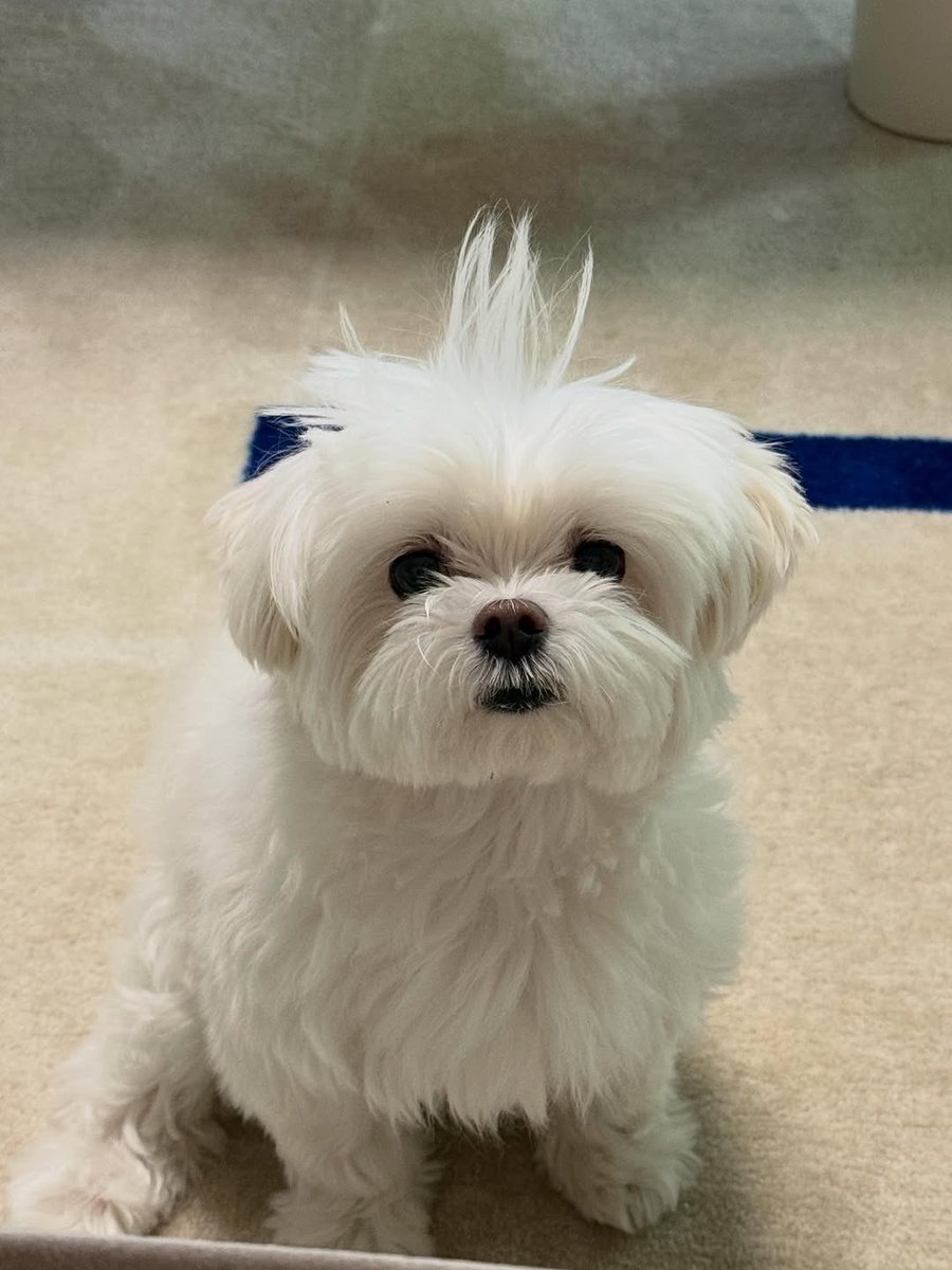 kwansources's tweet photo. bookkeu 🐶🤍 https://t.co/Gm4IpwncPm