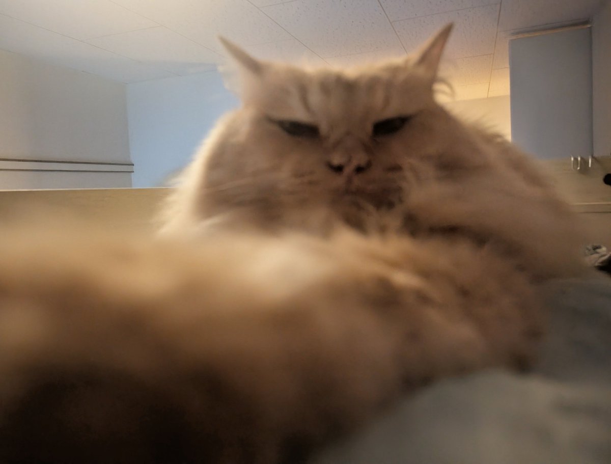 cat31y's tweet photo. 寝床への侵入者あり https://t.co/JhuKZKDTaV