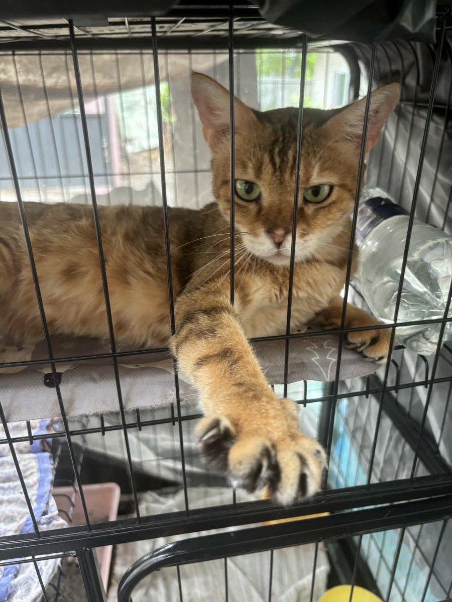 CatsterClub's tweet photo. 🏡หาบ้านให้น้องแมว🏡 

น้องลายส้ม เพศเมีย โตเต็มวัย
ขี้อ้อน น่ารัก  เคยประสบเหตุกรามหัก รักษาเรียบร้อยแล้ว
สุขภาพ: แข็งแรง วัคซีนครบ
ผลตรวจเอดส์ หัด ลูคิเมีย: negative
อาหาร: อาการนิ่ม หรือ อาหารเปียก

พิกัด:ลาดพร้าว กทม
เบอร์ติดต่อ 094 959 6526 https://t.co/k70EIne4xC
