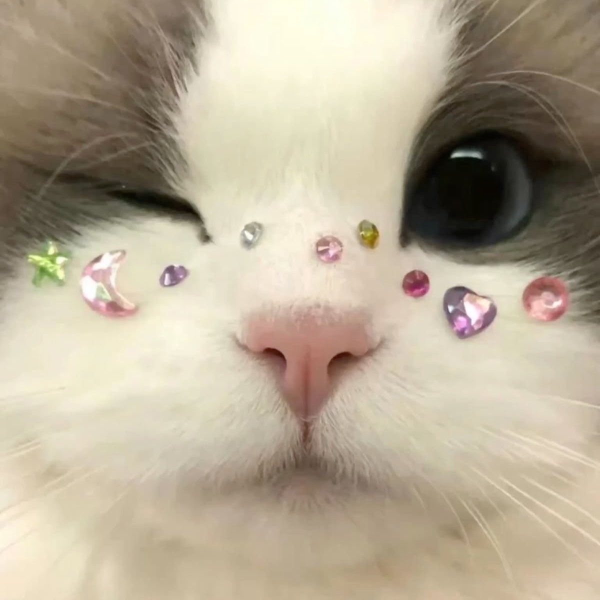 ชูชู ૮꒰ ᵕ ༝ ᵕ ꒱ა 𐙚 tweet media