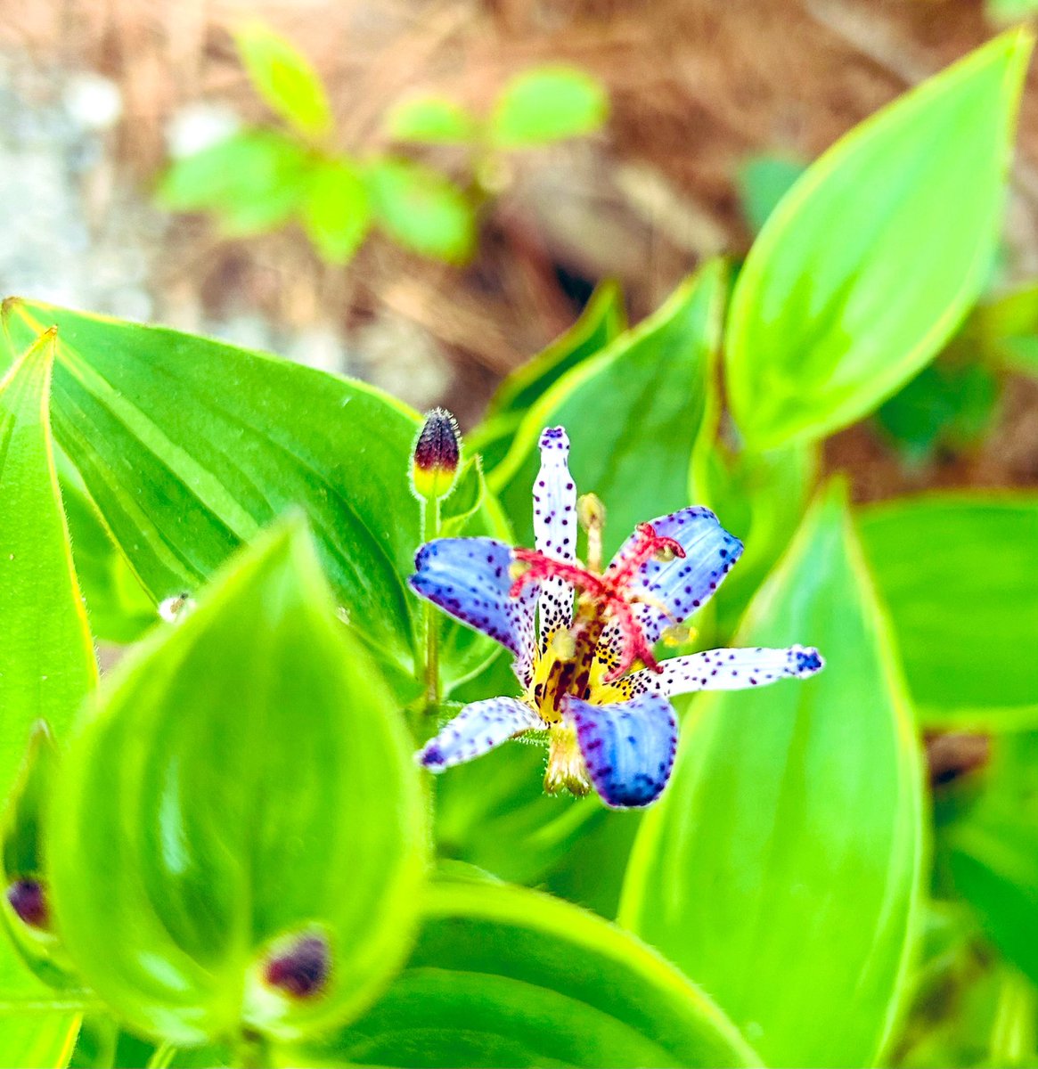 soulonatraipse's tweet photo. I am extremely forgetful and absolutely love surprises. Perfect combo, right? I throw seeds around, hoping they find a home on a wing and a prayer. Then go around on the morning searching for new leaves and flowers. This one did a perfect job of hiding until…

#toadlily https://t.co/eNhAyEU0RP