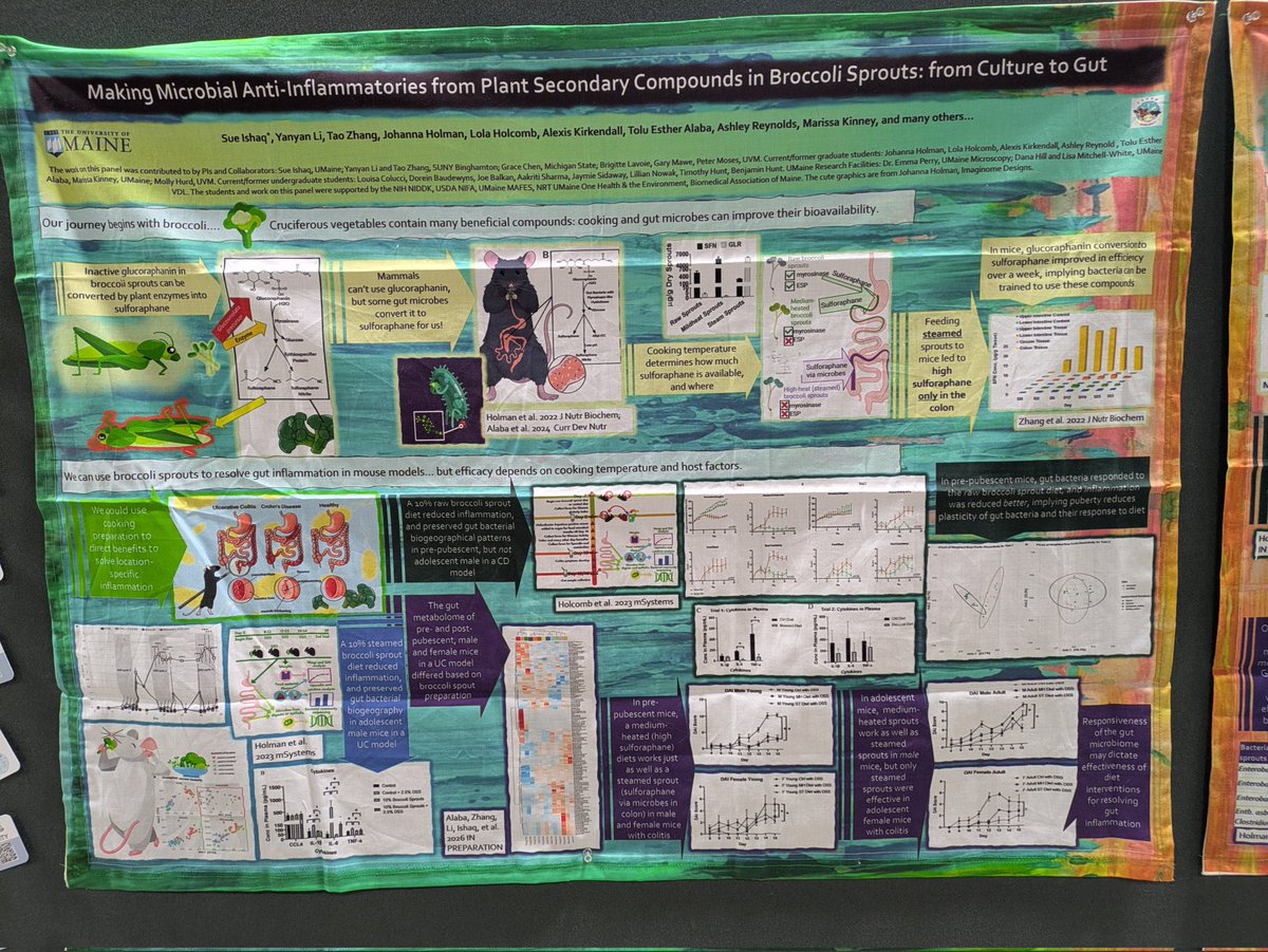 DrSueIshaq's tweet photo. My poster is in the Mechanism and Discovery section, 565, for the Sunday session at #ASMicrobe! I'll also be giving a rapid talk in the Mechanism Petri Dish in the 10:30-11:30 block. I'll be talking about research from #TeamBroccoli on gut microbes and antiinflammatories. https://t.co/gstFZvYWt8