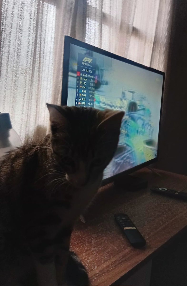 lovdbymar's tweet photo. mi gato dice que esta carrera es una mierda y que ojala saquen monaco del calendario https://t.co/qsrJckwKt9