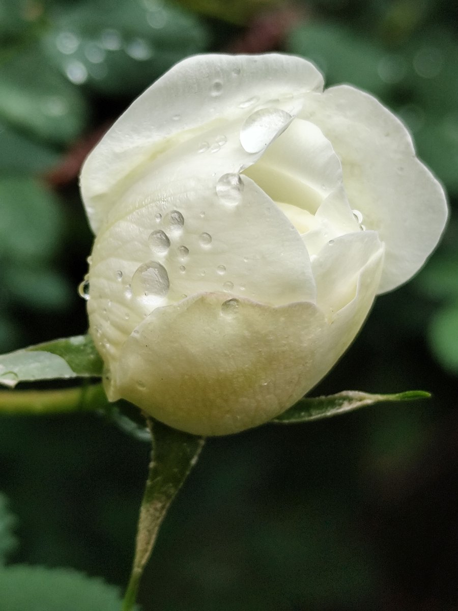 verakimboy's tweet photo. 📱#EverySummerHasItsOwnStory       
   Come, there's a dear, don't cry any more, and tell me what you want, my pretty Rosa. https://t.co/QWdLYTqZvA
