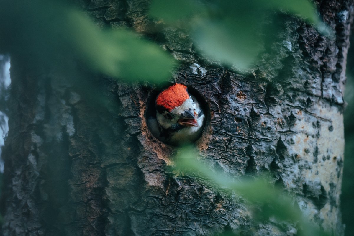 Spiggy_Smalls's tweet photo. Found a Great Spotted Woodpecker's little nest in the woods! A baby chick greeted me at the door. https://t.co/kF4tLWJTlx