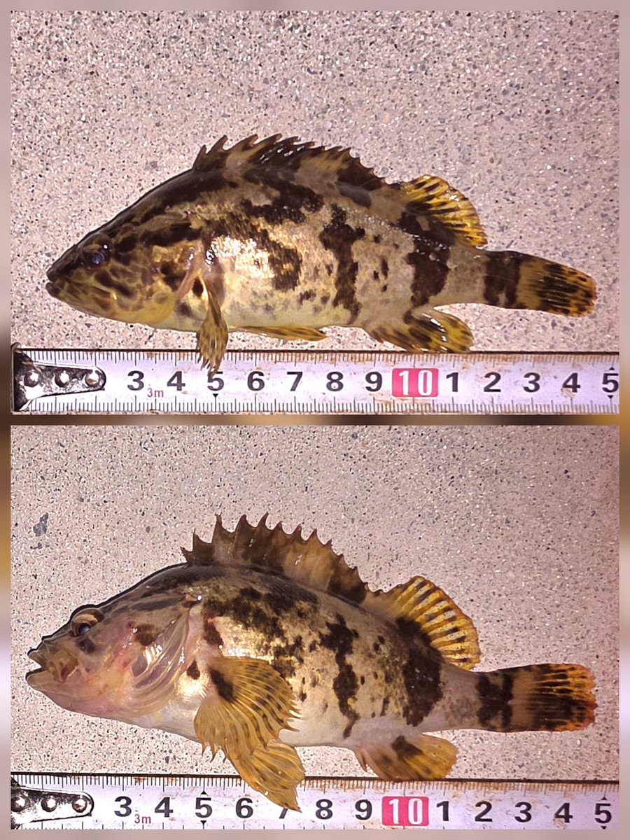 木彫の魚♡愛嬌のあるメバル メバル