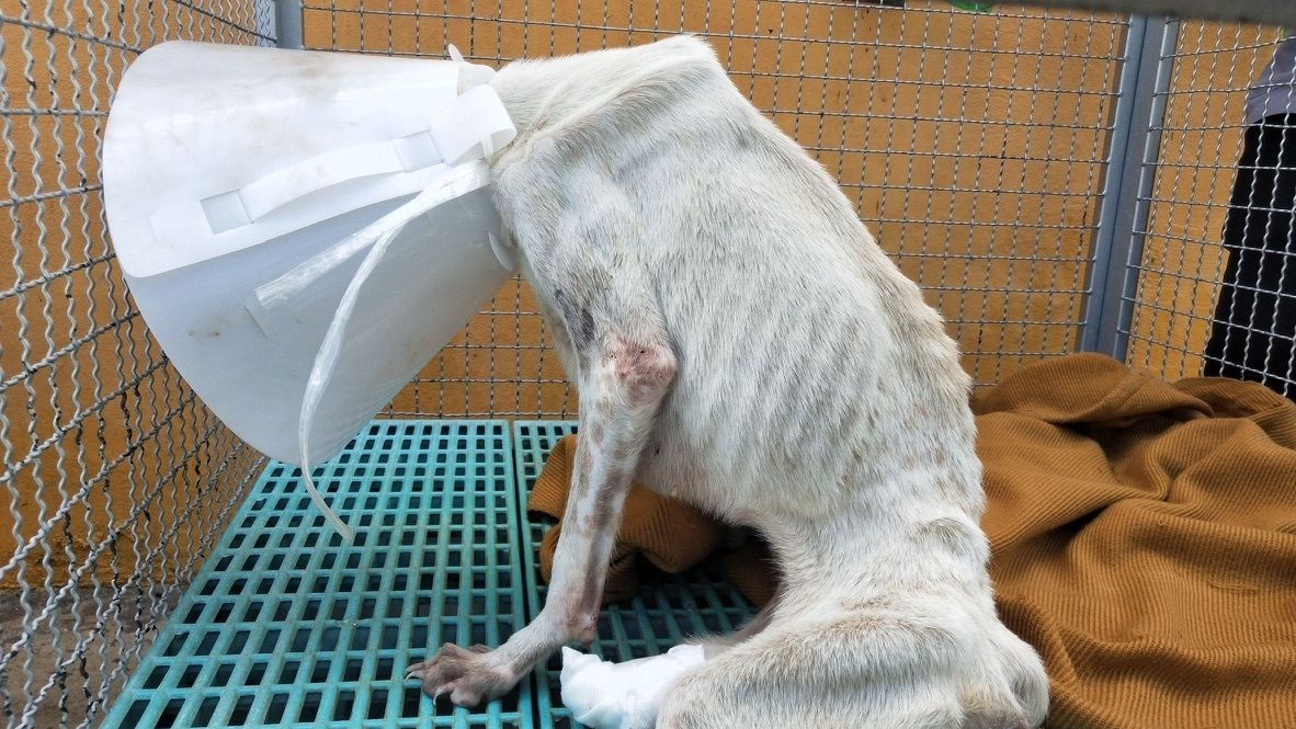 tmtrdorg's tweet photo. Over four years ago, BoonToem was abandoned at a temple after being bitten by a larger dog, leaving her paralyzed and unable to walk.
A monk did his best to care for her, but without the right resources, she spent three years confined to a cage. The stress, frustration, and lack of freedom took a heartbreaking toll. Over time, BoonToem began chewing at one of her legs, eventually causing such severe damage that she lost it.
When we learned about her situation, we stepped in to give her the specialized care, freedom, and love she had been missing for so long.
Today, BoonToem has her own wheelchair, a place in the Wheelchair Mafia, and a happy life surrounded by friends. After everything she endured, she finally gets to move, explore, and live the way she always deserved.

If you’re in Thailand and would like to adopt BoonToem, send us a message.

$TMTRD token:  https://t.co/D0p1hRNjhJ

CA: 4iVXoa1zeaQT7ySV86YNKfxP4QhDiicYrvZAUmBABAGS

👉 https://t.co/GJO3rGo9JM 

*For donations via cryptocurrency, please send us a direct message!  

#TMTRD #WAGMI #dogrescue #crypto #cryptocommunity #memecrypto #charitycrypto #doglover #cryptotoken #cryptodonation #thaidog