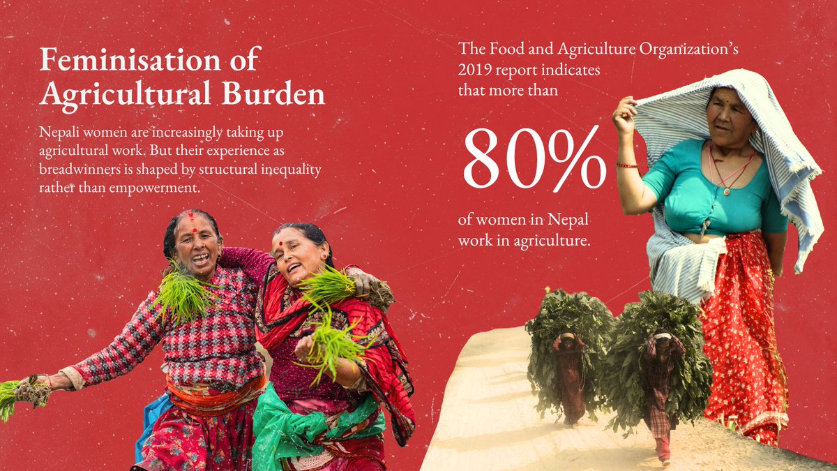 HimalSouthasian's tweet photo. As millions of young and able-bodied men from Nepal have migrated abroad for work, millions of women have remained behind. Many have turned to farming, sustaining the country’s agricultural lifeline. However, they still find themselves at the periphery of decision-making. @anita_zhangg writes: https://t.co/PHYf6E0lEe