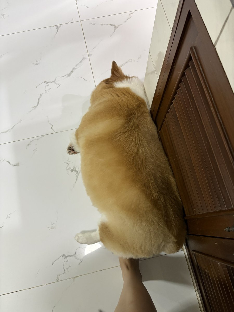 KatKatra's tweet photo. หมูที่ว่า………. https://t.co/4yAPlqzvvF