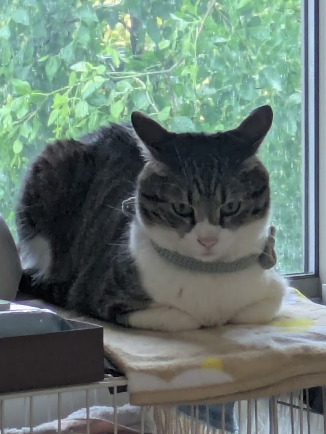 koki_aragane's tweet photo. 保護猫を迎えた初日の夜。
「この家は安全なのか？」
と家中を私と点検していた猫。
そして2週間後。

「今日も治安維持業務に励んでおります」 https://t.co/PqJD1UPWYK