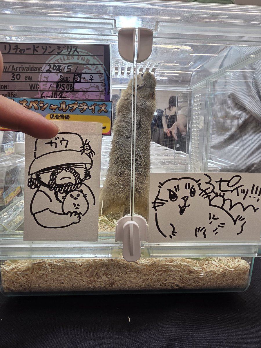 gau_topia's tweet photo. 浜松BOお疲れ様でした！！
久しぶりにお話出来た方や
いつものおふざけしてくれる人、何よりYouTube見てくれてる人とお会いできたのが圧倒的感謝……
これからも頑張ります！
ウサチムズパイセンに描いてもらったイラストを添えて！！
#BO
@usachimus https://t.co/Lu5KP94daH