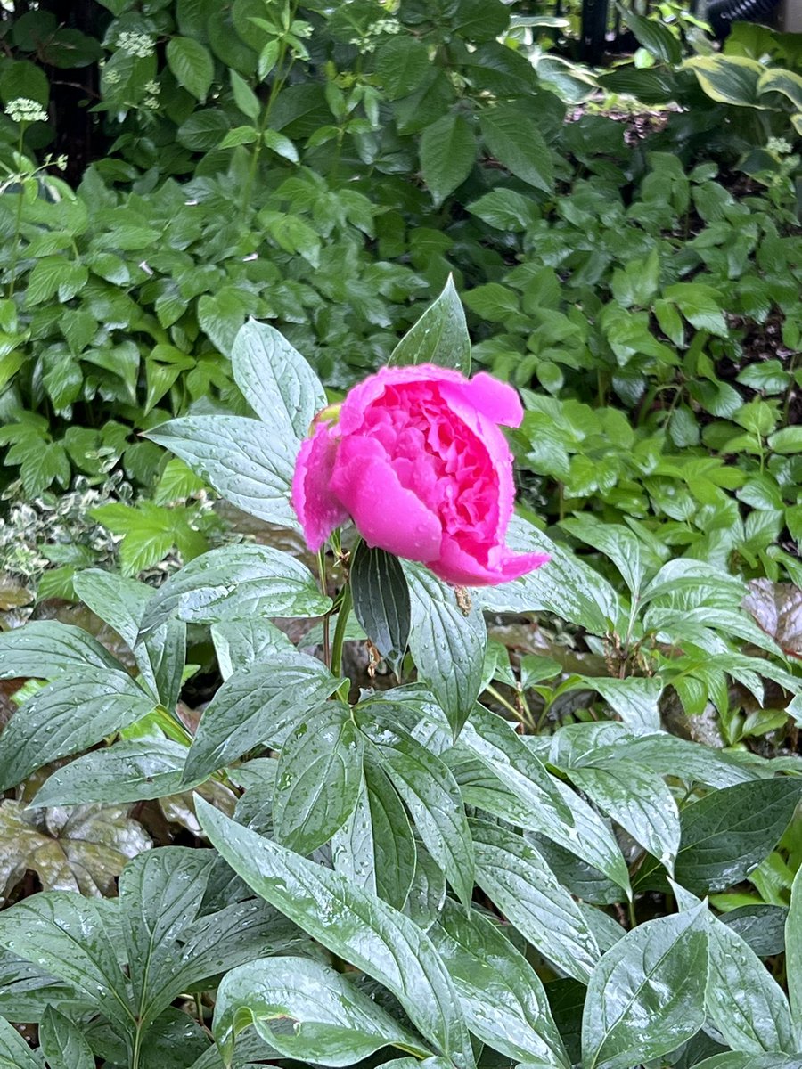 PamMarjerrison's tweet photo. June 7, 2026 haiku reflects on peonies

Blooming peonies
Fallen by heavy rainfall
Perennial risk https://t.co/PrOsdfs6F6