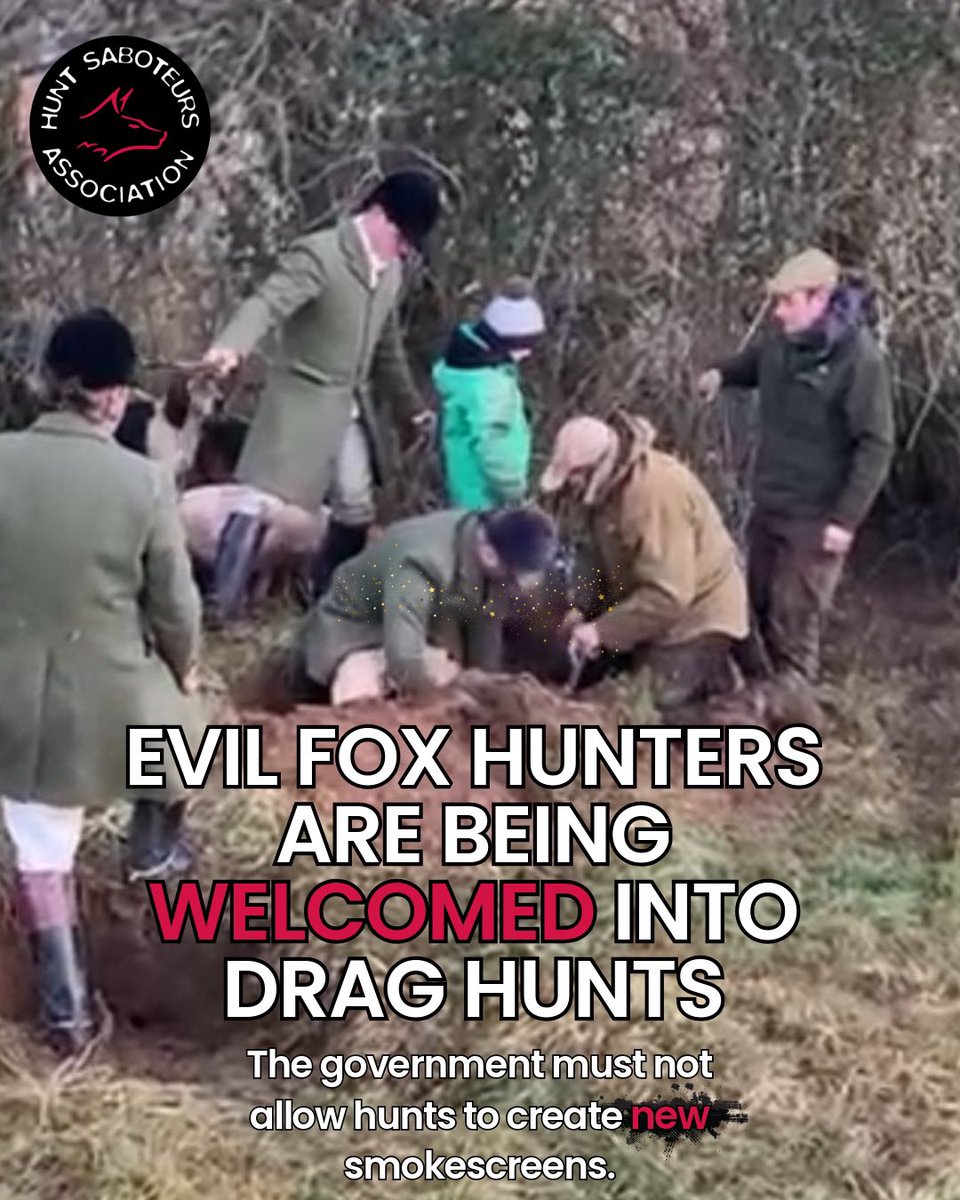 HuntSabs's tweet photo. Evil fox hunters such as convicted animal abuser Stuart Radbourne (pictured below digging out a fox) and hunts like the Crawley and Horsham whose hunt staff have been caught numerous times and have multiple Hunting Act convictions, are being welcomed into drag hunts and more widely the Master of Draghounds and Bloodhounds Association (MDBA) to beat the ban on so-called “trail” hunting - everyone knows that fox hunts will stop at nothing to keep chasing and killing foxes with packs of dogs, and the MDBA is in their sights to form the new smokescreen if the governments’ ban isn’t strong enough.  

Read more 👉 https://t.co/fGAUop1iT8