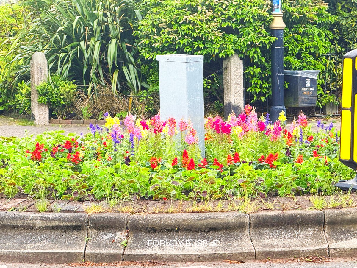 FormbyBubble's tweet photo. Working on behalf of Formby Parish Council, James Comish and his team have been out this morning planting the beautiful flowers on the Chapel Lane roundabout in #Formby 

Read all about the planting that has been going on this week in this link…
https://t.co/wzuslnF4Ju https://t.co/zRdAJM1n2E