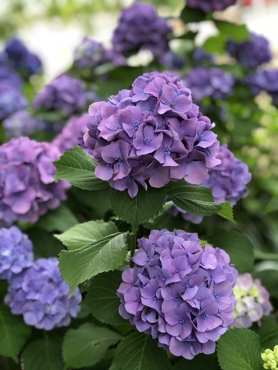 3776Ami's tweet photo. 雨が降る前に早起きして
今年の初 #紫陽花
アジサイと言えば…のこの色がやっぱり好き
#稲沢あじさいまつり
#iPhone8PLUS まだまだイケる😊 https://t.co/yMfHSqZGL1
