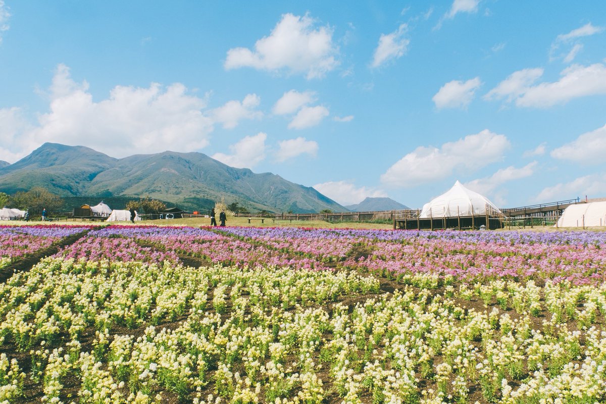 kosan_055's tweet photo. カラフルな花の楽園𓂃 𓈒𓏸 https://t.co/8WqhjxXwmi