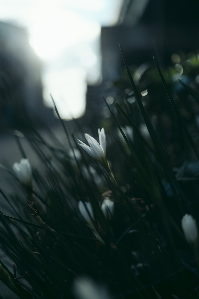 sho__pic's tweet photo. rainy day. https://t.co/3PEYDMyCud