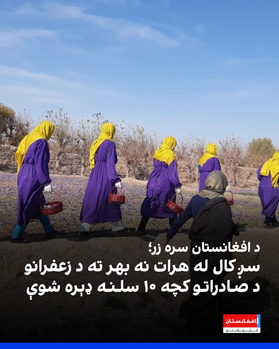 afintlpashto's tweet photo. د هرات زعفران، چې د افغانستان د «سرو زرو» په نوم هم یادیږي، سږ کال د تېر کال په پرتله په نړیوالو بازارونو کې لس سلنه زیات پلورل شوي دي.

د زعفرانو یو شمېر سوداګرو افغانستان انټرنشنل ته وویل، چې د افغان زعفرانو لوړ کیفیت او نړیواله تقاضا د صادراتو د ډېرېدو لامل شوې ده.
https://t.co/AhZ78SXDUC