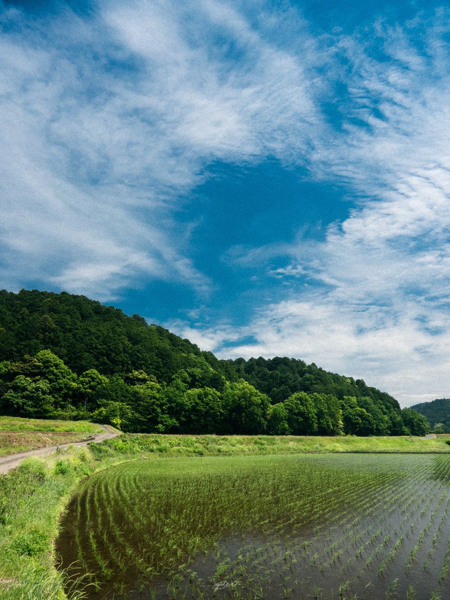 YutoPhotography's tweet photo. 稲が育ちつつある風景 https://t.co/tKC2o6Dg11