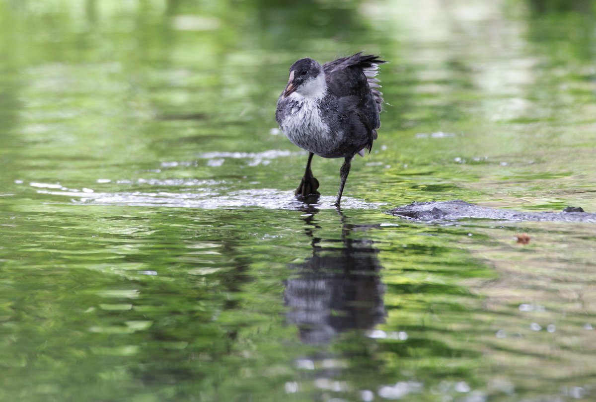 mariacvisual's tweet photo. Juvenile Eurasian Coot. https://t.co/Rx1z10zRv2