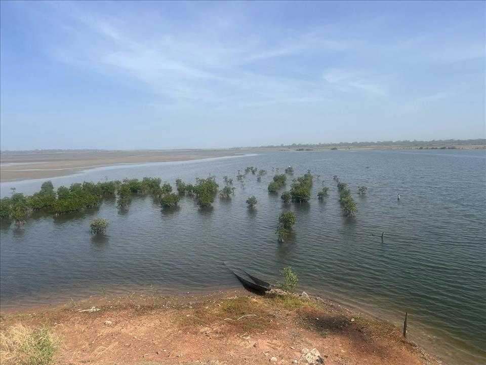 MENAFN's tweet photo. How Did A Major Mangrove Restoration Project In Senegal End Up Selling 'Ghost Carbon'? #Major #Mangrove #Restoration #Project #Senegal #Selling #'Ghost #Carbon'? #Food #Flowers #Storm #Climate #Change #Earthquake https://t.co/7crMyXQx9E https://t.co/Uaw937zf5U