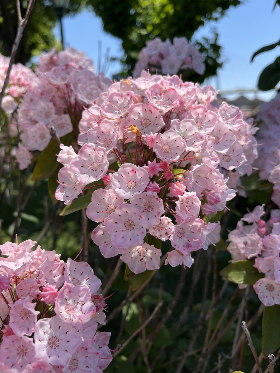 アポロ様♡ アポロチョコのお花ももう終わっちゃう🌸 来年は可愛いツボミも撮影し