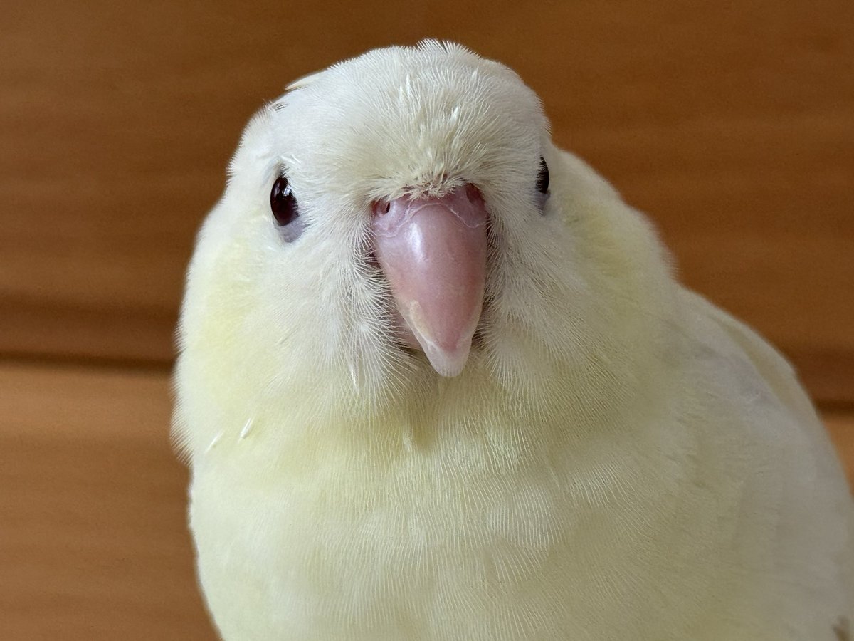 Hellokittyen716's tweet photo. 最美证件照🆔📷
Best ID Photo
最高に美しい証明写真
#横斑鹦鹉 #サザナミインコ https://t.co/0aeXK6Egkp