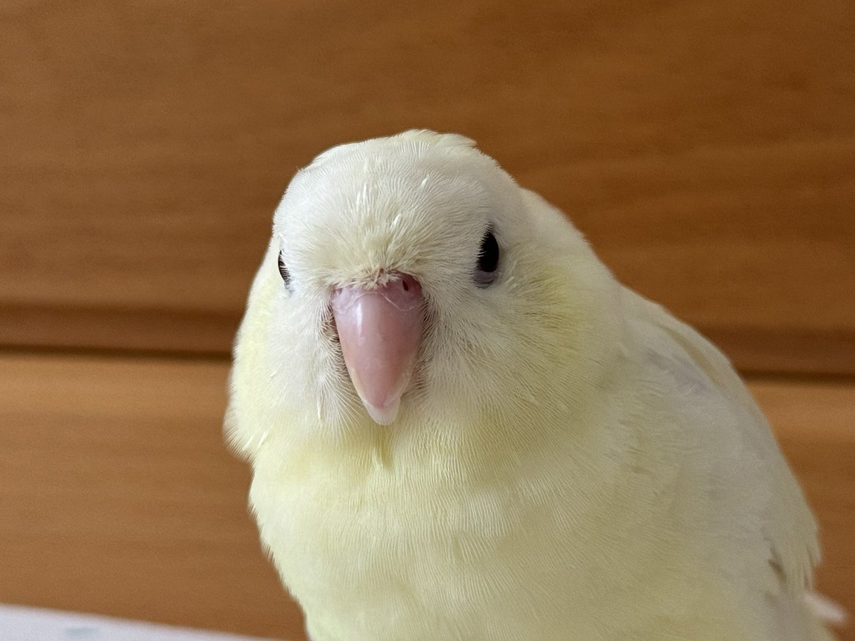 Hellokittyen716's tweet photo. 最美证件照🆔📷
Best ID Photo
最高に美しい証明写真
#横斑鹦鹉 #サザナミインコ https://t.co/0aeXK6Egkp