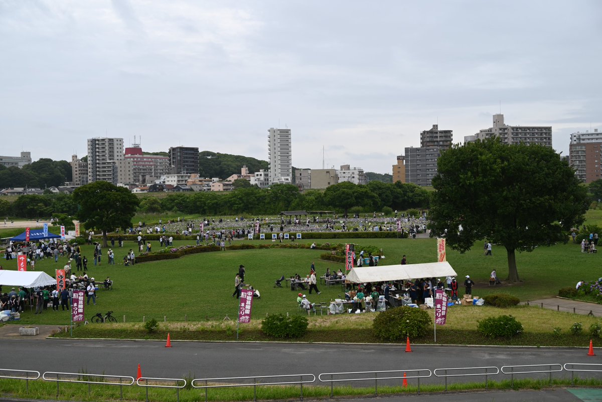 takewacky's tweet photo. 今日は京成線経由で東京スカイツリータウンへ行くため河川敷を歩いて江戸川駅まで行ったのだが、寄り道してしまい、なんと徒歩55分もかかってしもうた。曇天でハナショウブを観賞するには絶好の天気。小岩菖蒲園まつりもピークを迎え、ポン菓子の爆発音が河原に鳴り響いておりました。 https://t.co/ZbwdIMpgn3