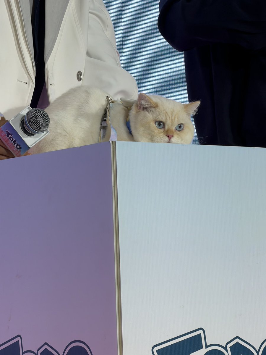 ToroCatFood's tweet photo. ไหนใครโดนโมจิตกบ้างงงง🥳 

NUTHONG AT MEOW CATPITAL
#ToroxNutHong 

โมจิลู้กกกก💗 https://t.co/STRdczmzR3