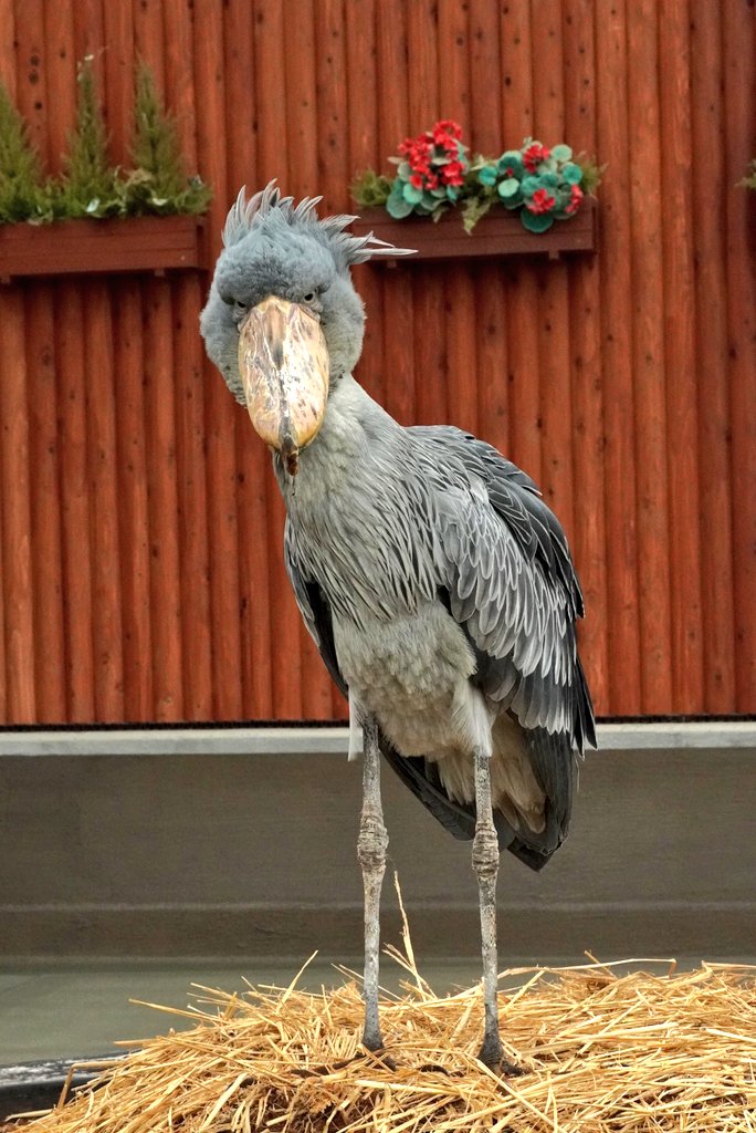 midorinoakky's tweet photo. #掛川花鳥園
#ハシビロコウ
#ふたば
隣エリアのスタッフさんが気になる🌱 https://t.co/XhiPOXp79x
