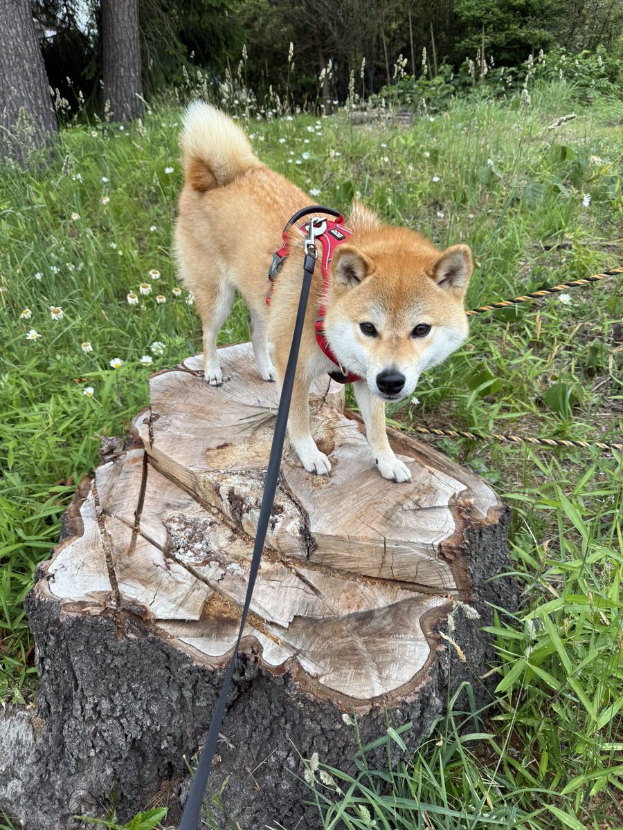 柴犬ムギ (@shibainukomugi) / Posts / X