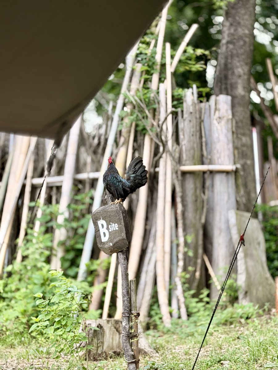 DancehallRock's tweet photo. 一時停止違反で青切符切られたけど全体的には良い週末でした。 https://t.co/U04d2OM8X0