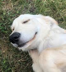 tyrennn's tweet photo. woof
https://t.co/sTNRgNwFeU https://t.co/7h6Kz51SmX